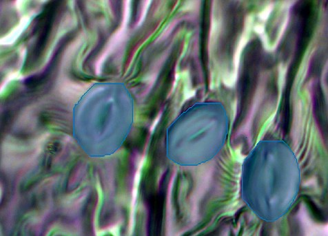 StomataAI segmenting stomata in a leaf microscope image